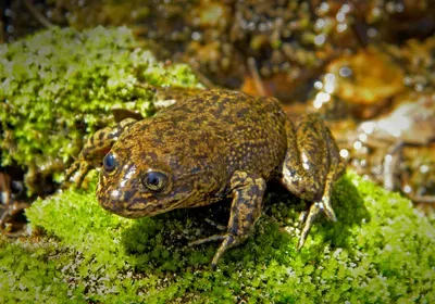Loa water frog from 2015 Loa water frog from 2015